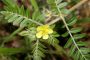 Tribulus Terrestris pieaugošā popularitāte