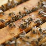 Ko pārbaudīt bišu monitoringa laikā